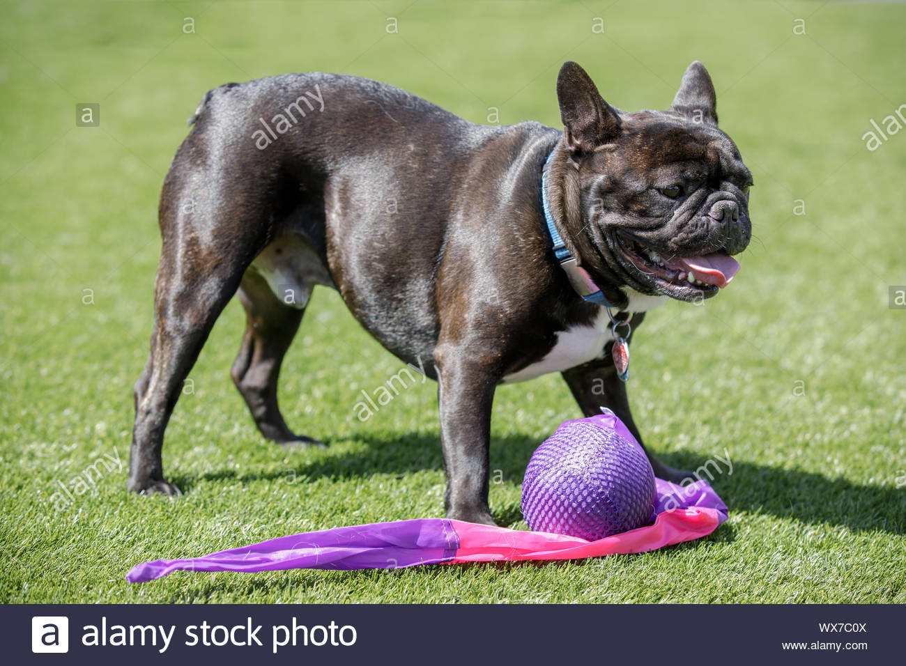 Cute Black French Bulldog Franzosische Bulldogge Schwarz Franzosische Bulldogge Franzosiche Bulldogge