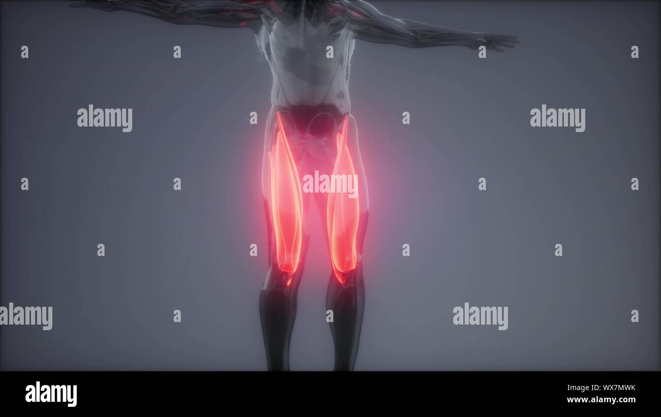 Oberschenkelmuskulatur - Sichtbare Muskel Anatomie Karte Stockfoto