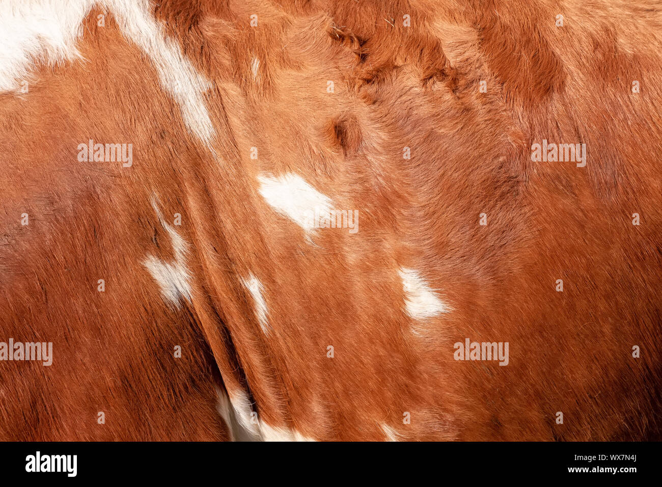 Brown Cowhide Hintergrund Textur Stockfoto