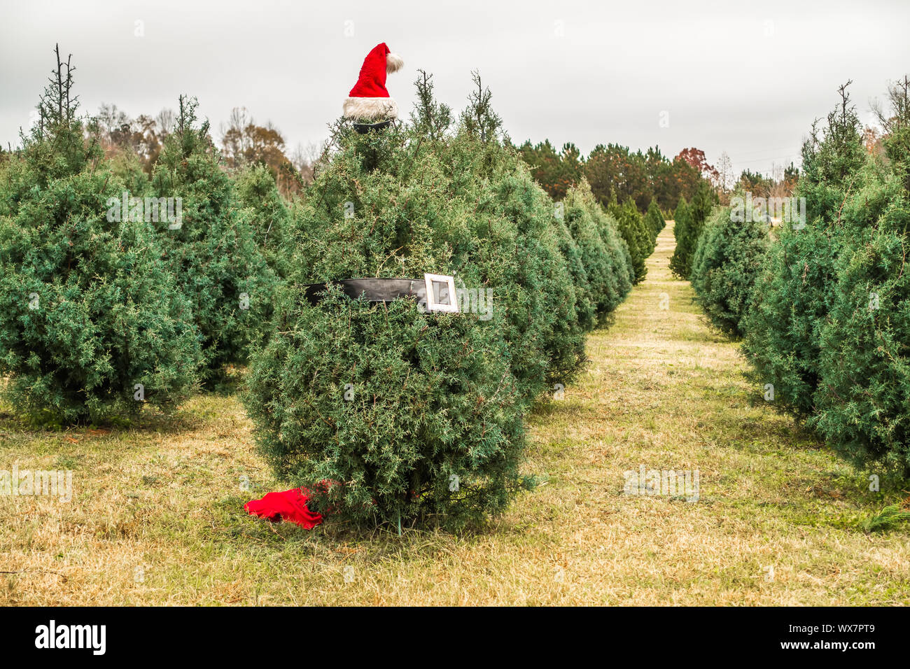 Weihnachtsbaum mit Weihnachtsmütze auf South Carolina Farm Stockfoto