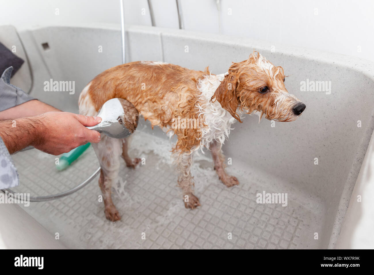 Baden einen niedlichen Hund Stockfoto