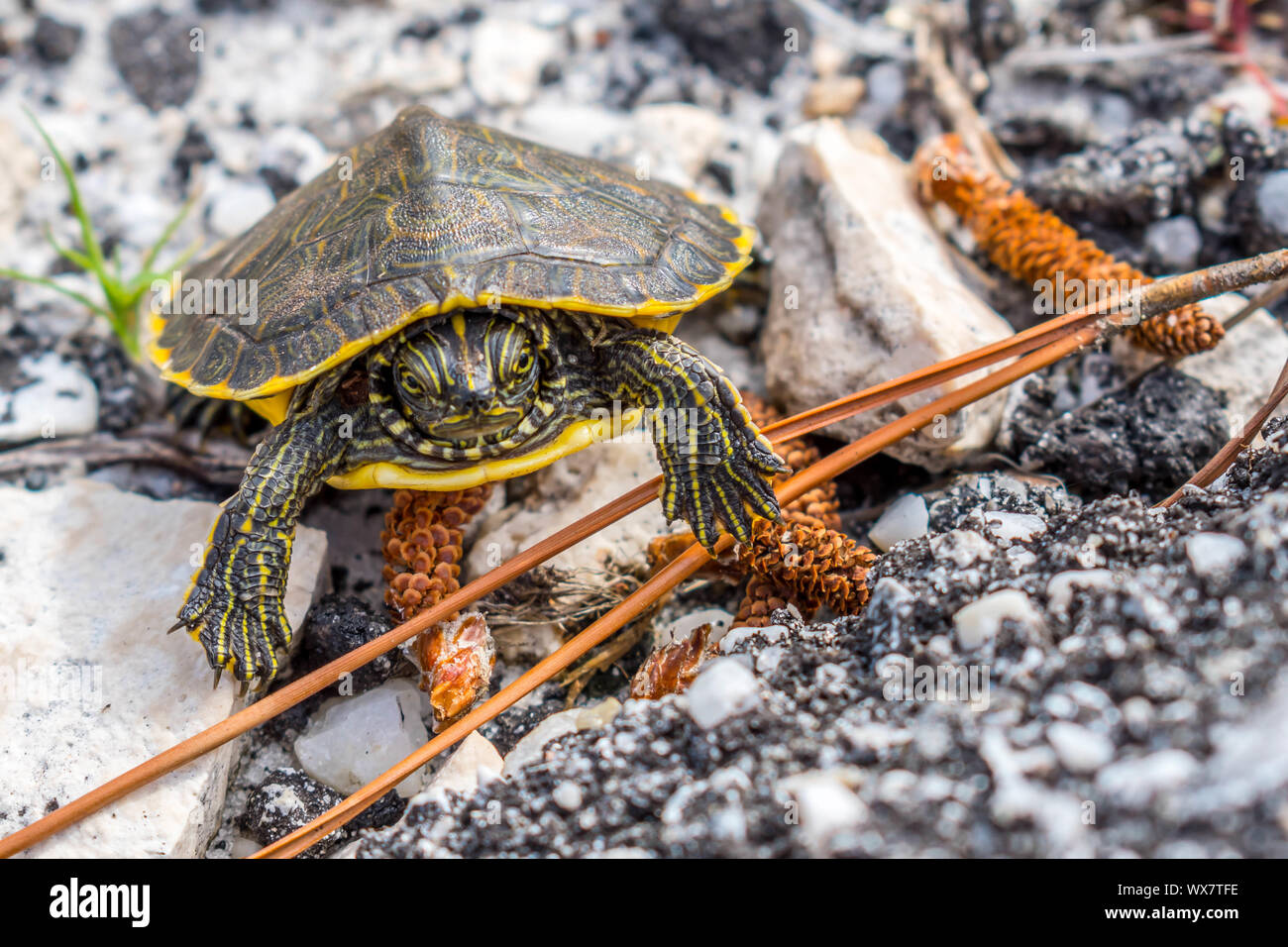 Eine große Bemalte Schildkröten in Gulf Shores, Alabama Stockfoto