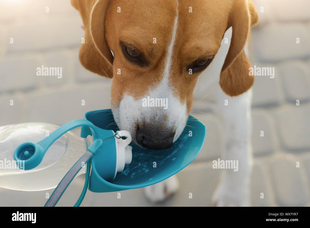 Beliebte Haustier Hund beagle Getränke Wasser aus einem Trinker Stockfoto