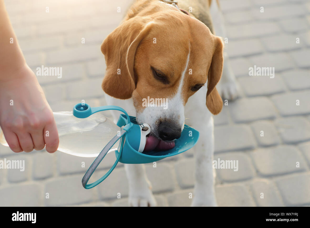 Beliebte Haustier Hund beagle Getränke Wasser aus einem Trinker Stockfoto
