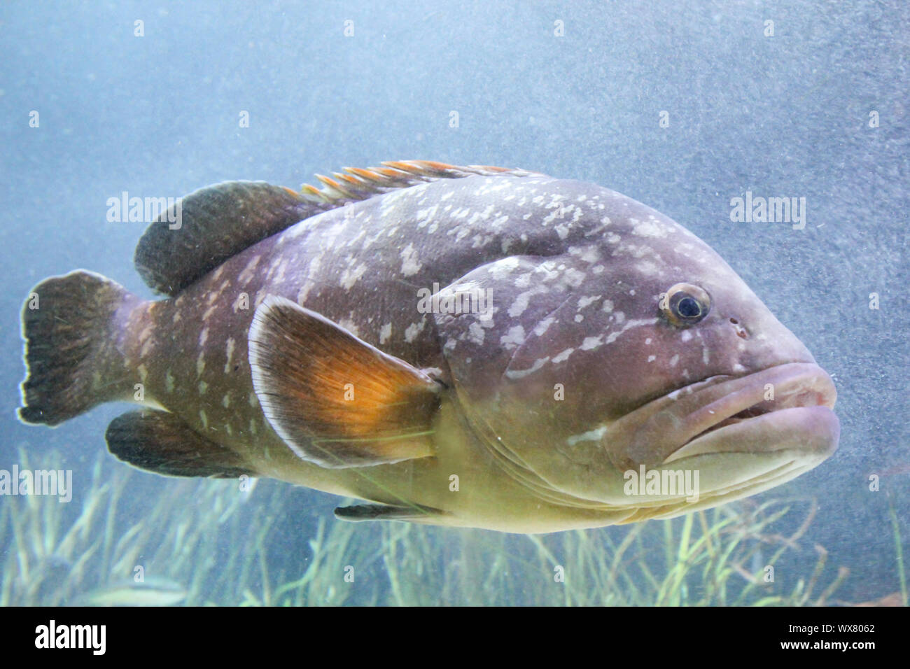 Fisch im Riff Stockfoto