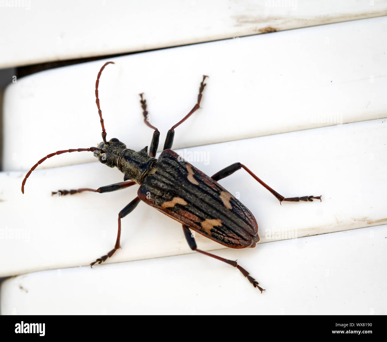 Ein Käfer auf Kunststoff Stockfoto