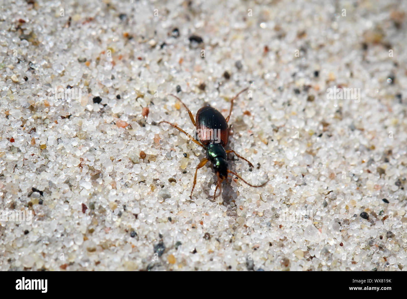 Käfer auf Sand Stockfoto