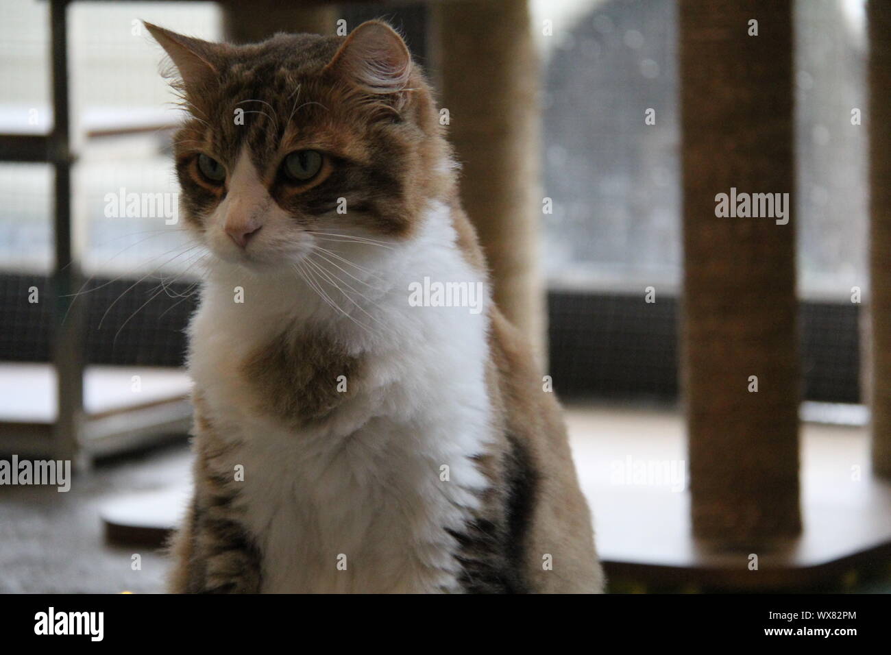 Katze im Café Stockfoto