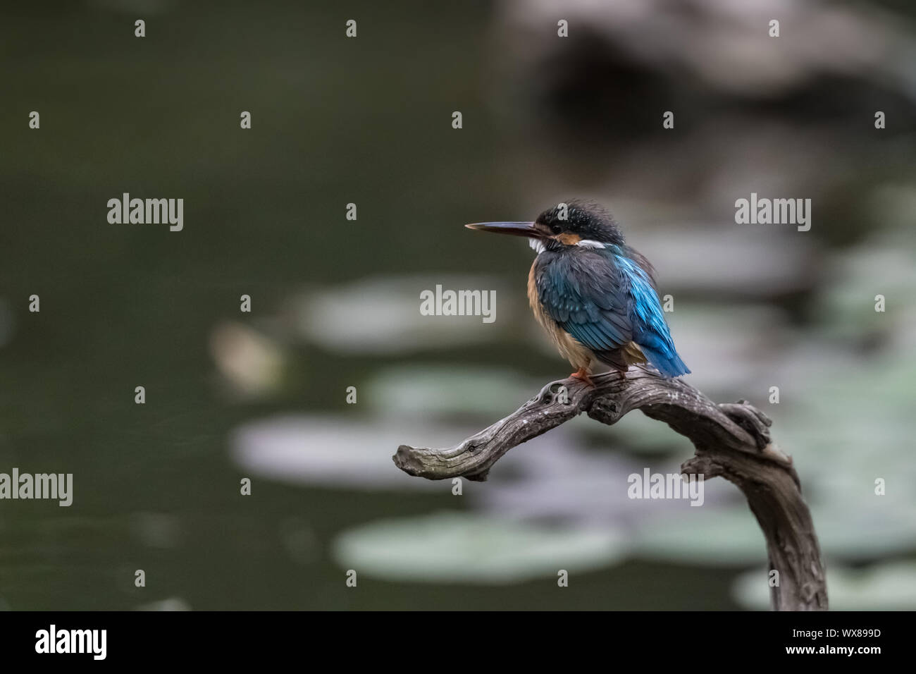 Eisvogel auf Ast Stockfoto