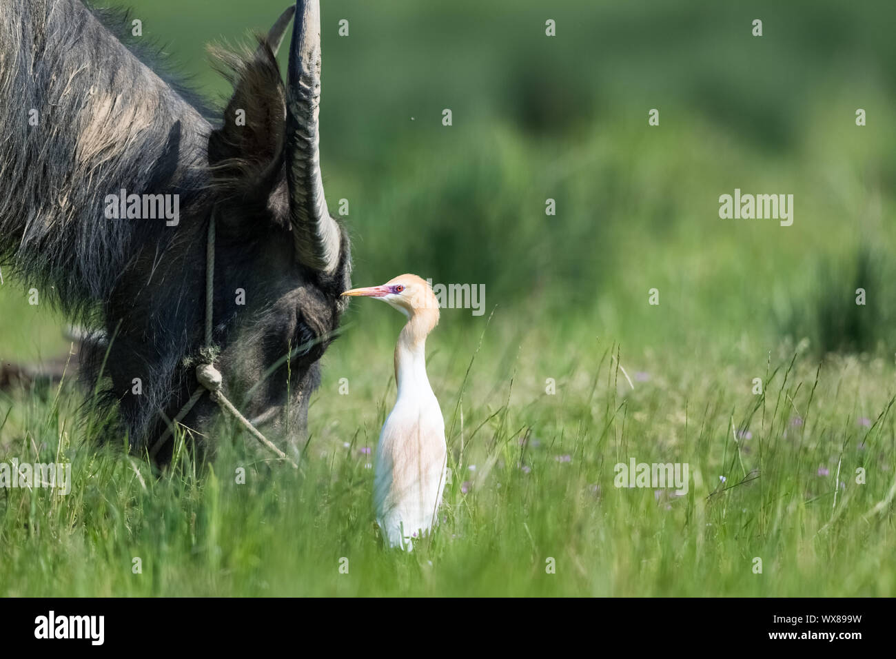 Kuhreiher Stockfoto