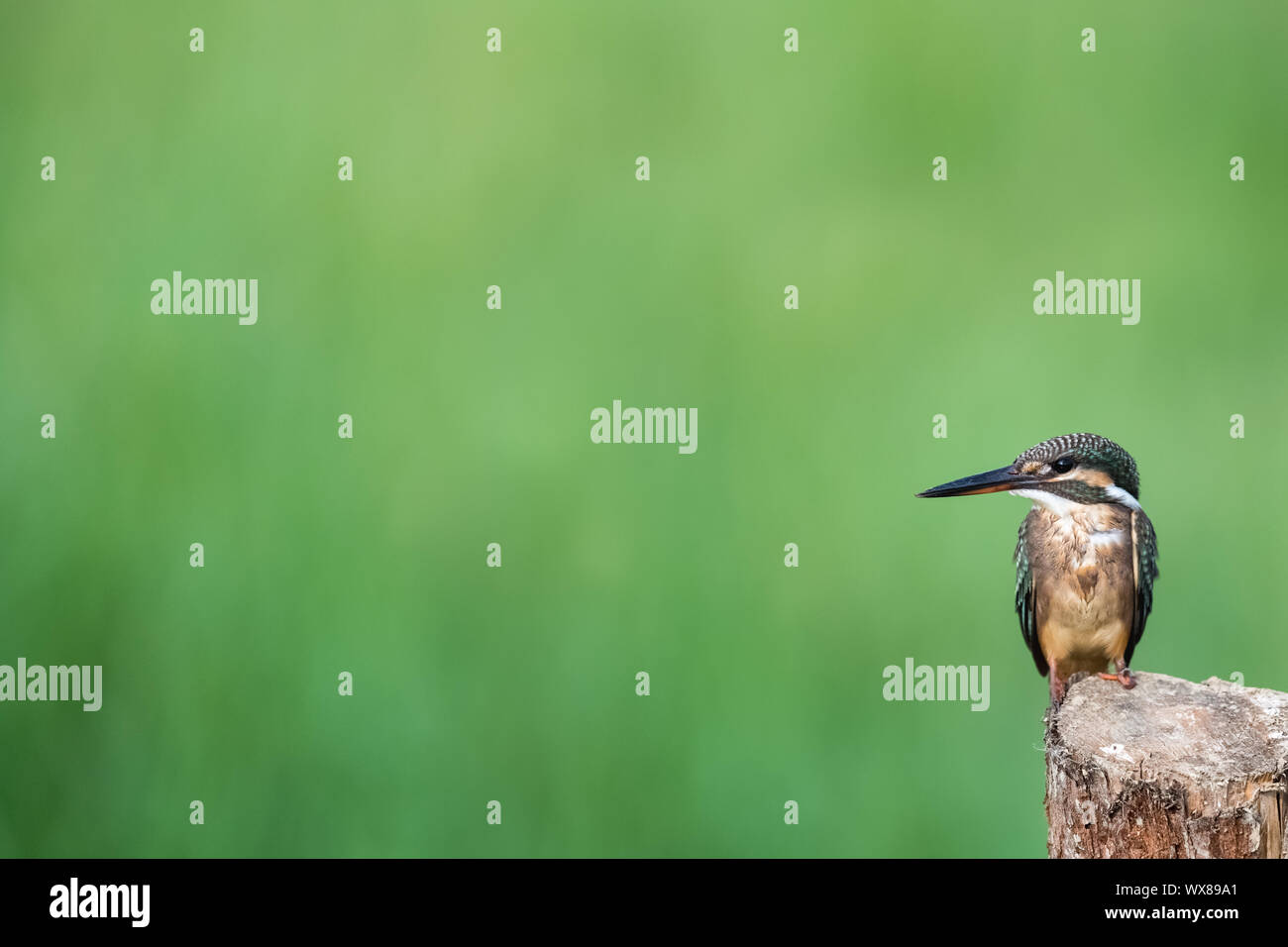 Kingfisher stehend Stockfoto