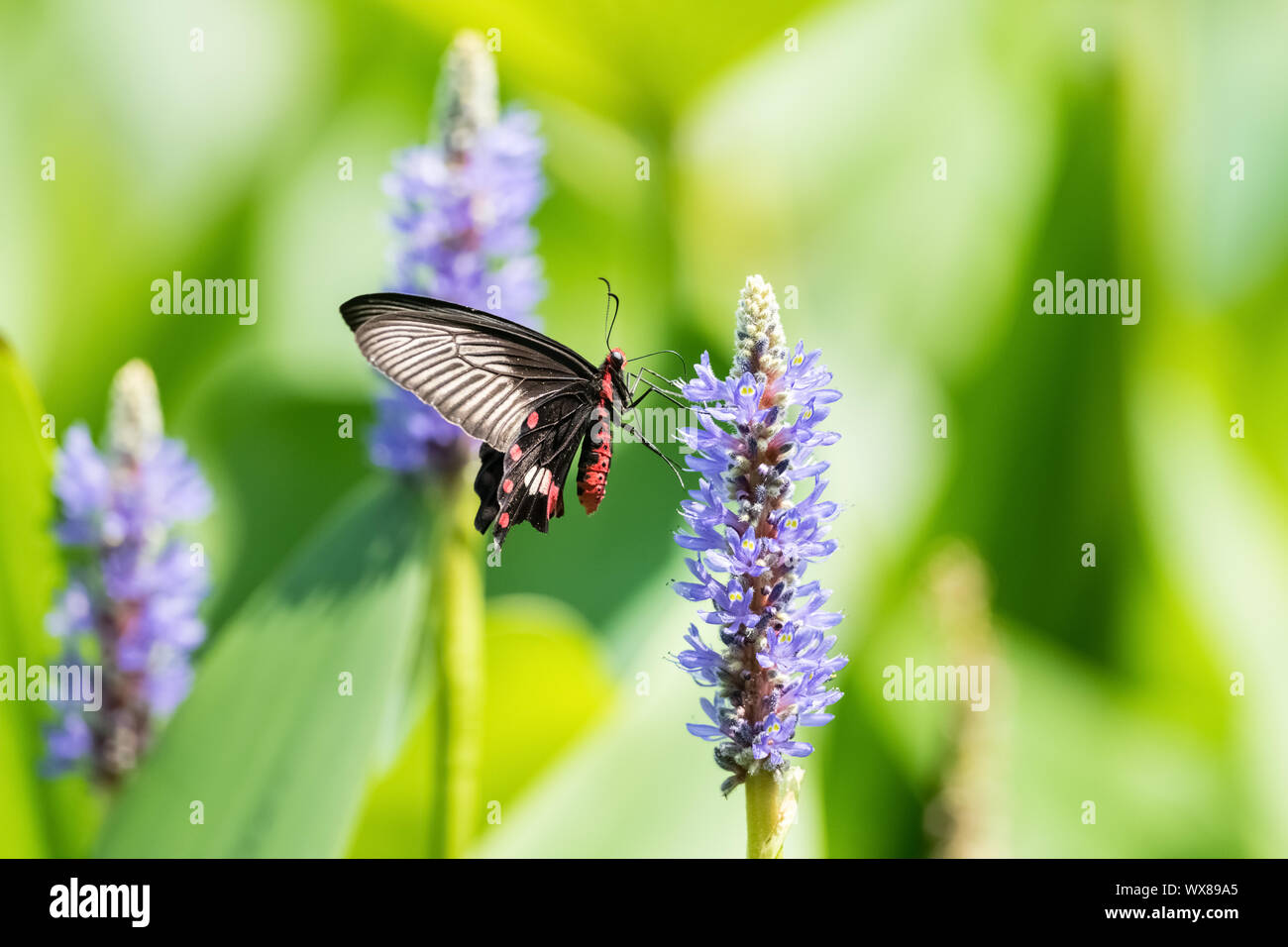 Schwalbenschwanz Schmetterling auf Blüte Stockfoto