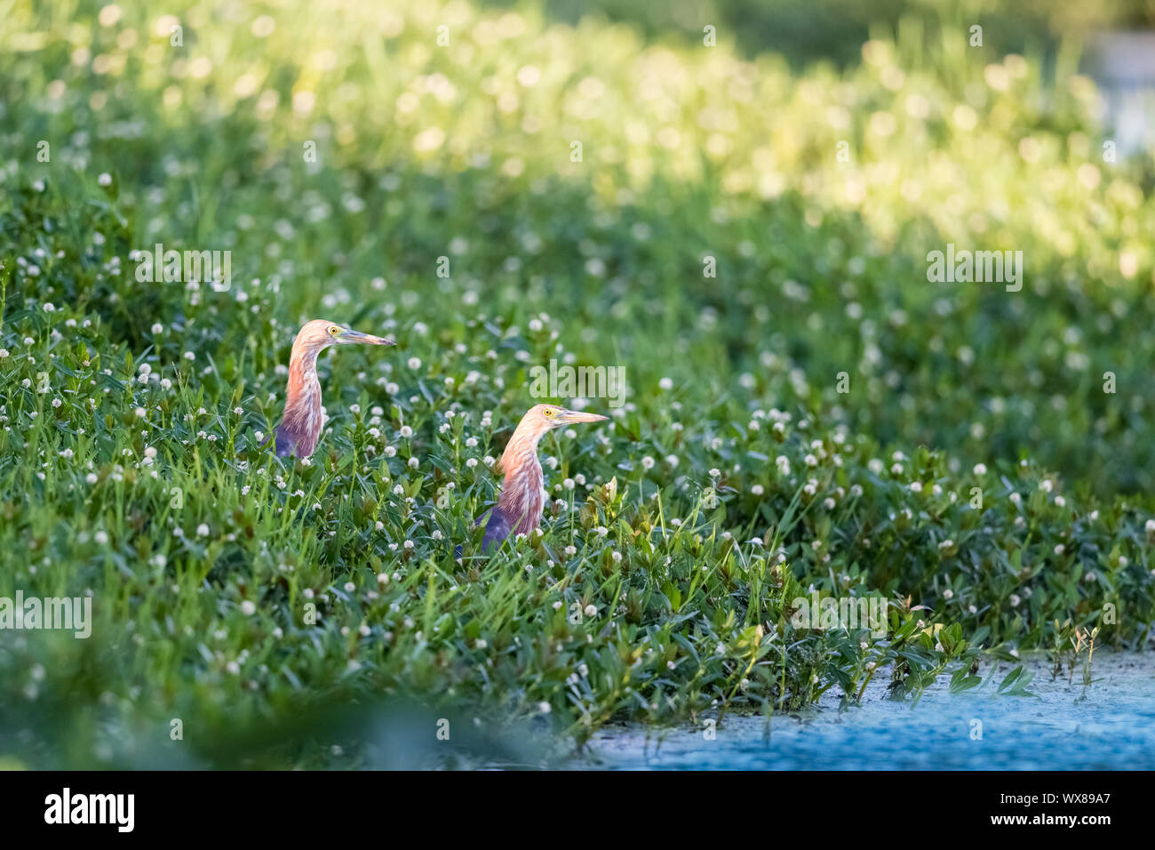 Chinesische Teich Heron im Gras Stockfoto
