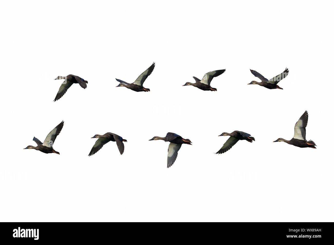 Spot-billed Duck in fliegenden Stockfoto