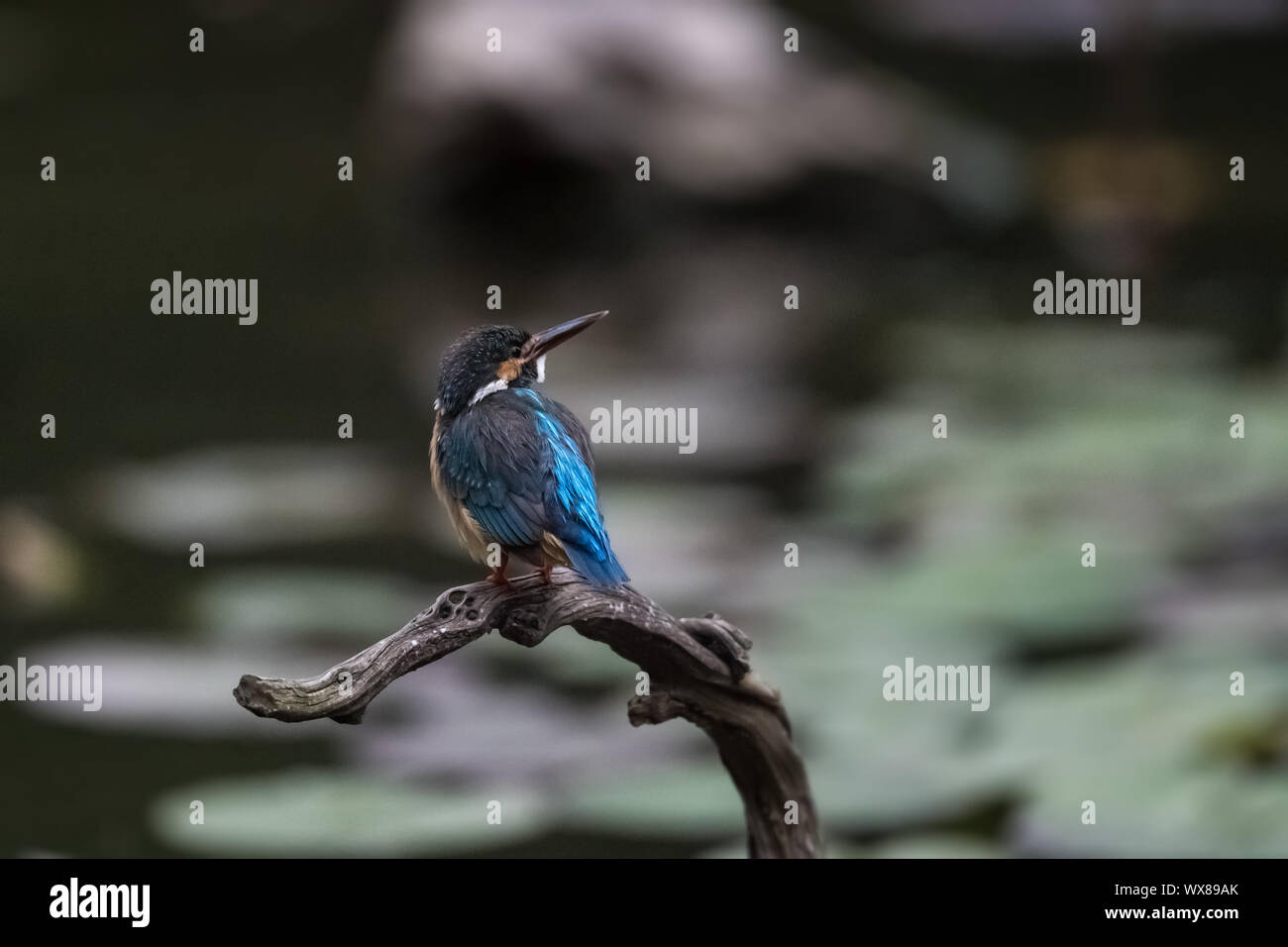 Eisvogel auf Ast Stockfoto