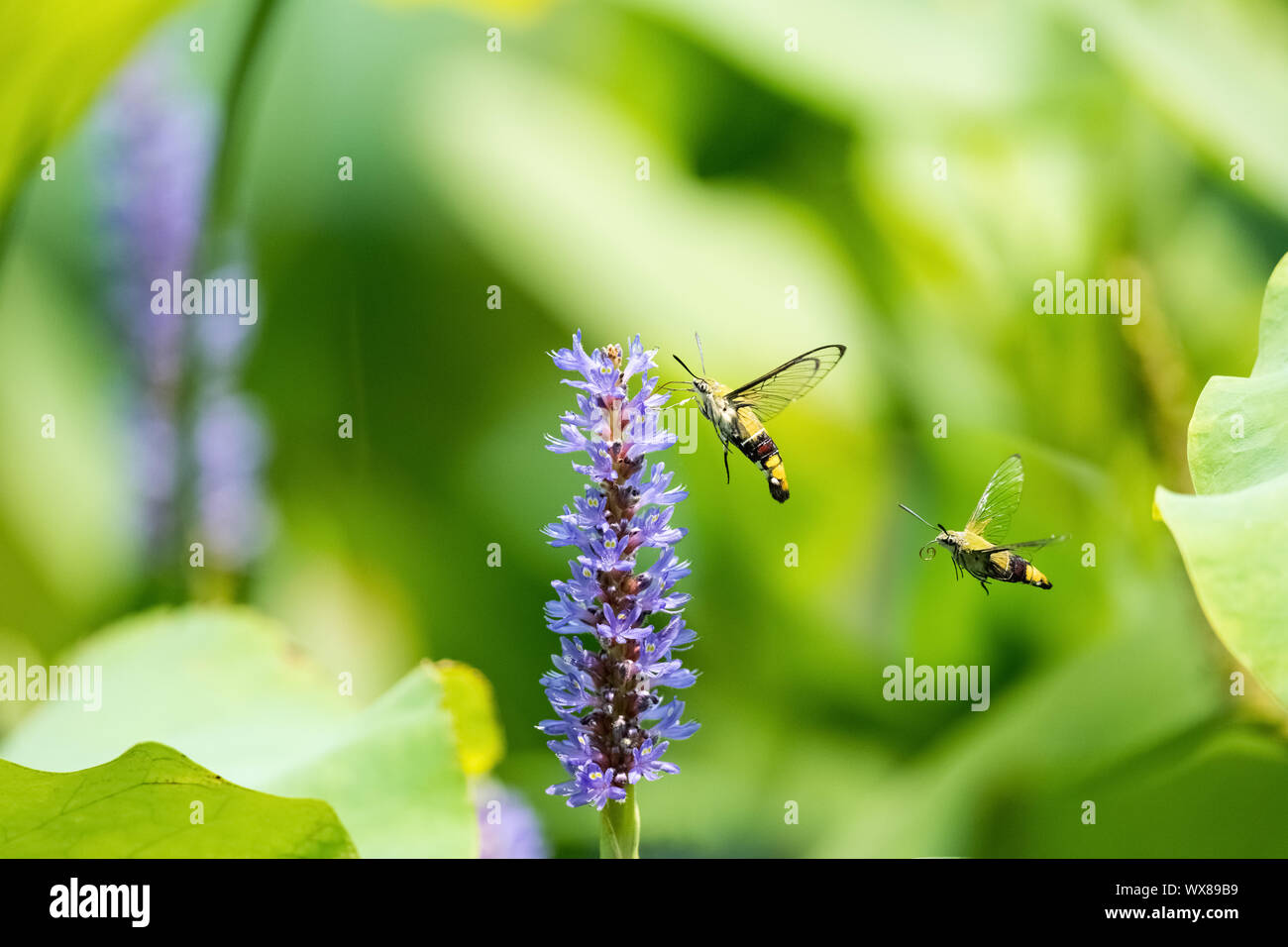 Zona pellucida Hawk moth mit Blume Stockfoto