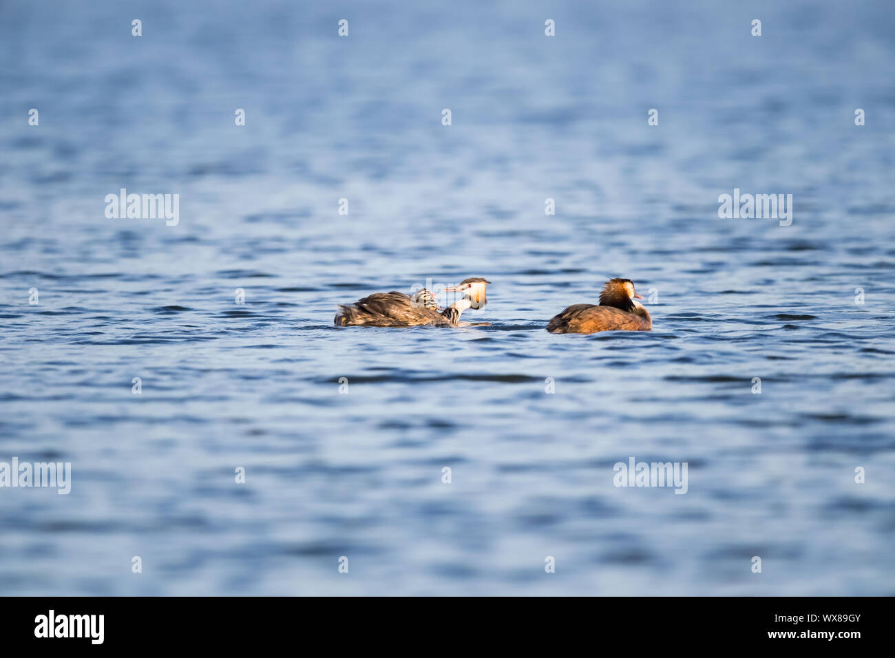 Great crested grebe Stockfoto