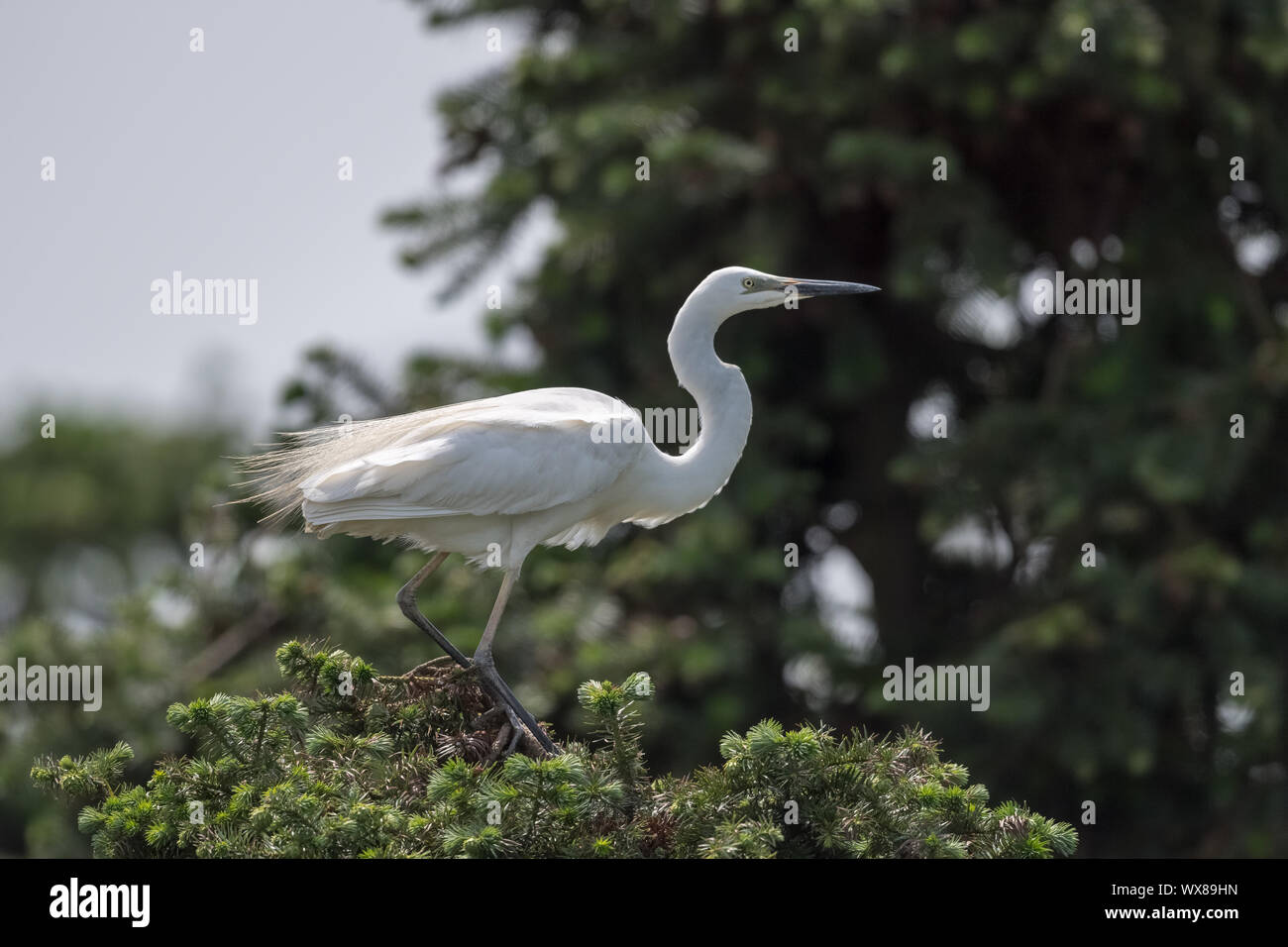 Silberreiher Stockfoto
