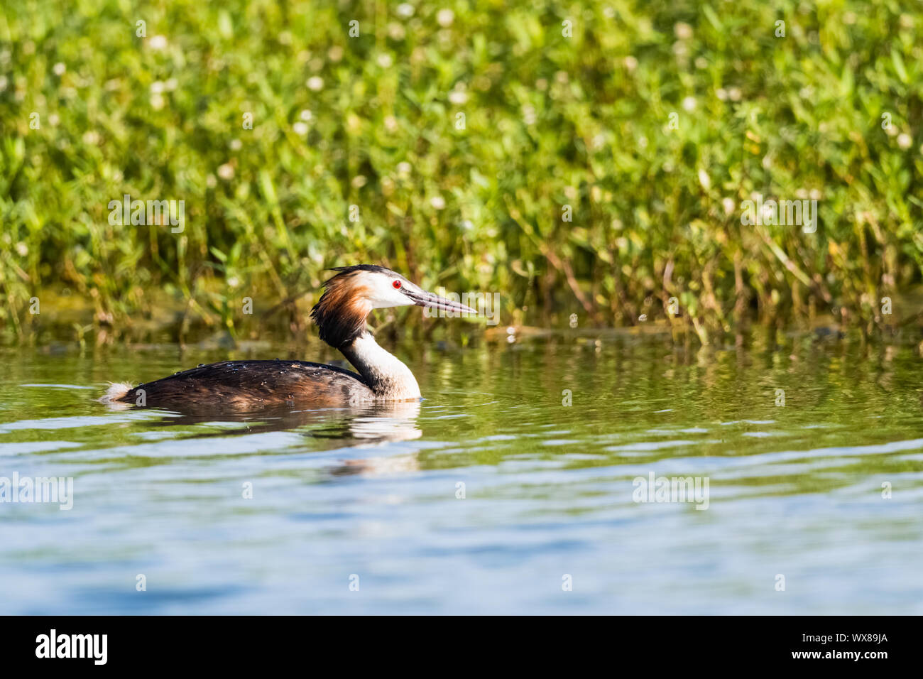 Great crested grebe Stockfoto