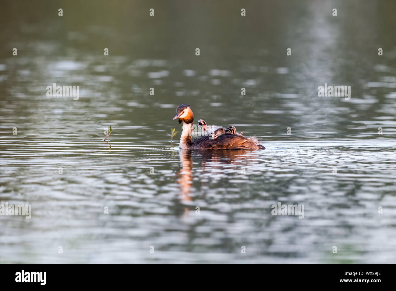 Great crested grebe Stockfoto