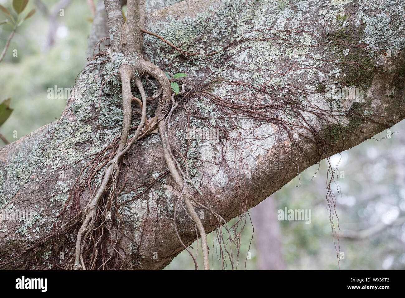 Port Jackson Feigenbaum Wurzeln wachsen auf Baumstamm Stockfoto