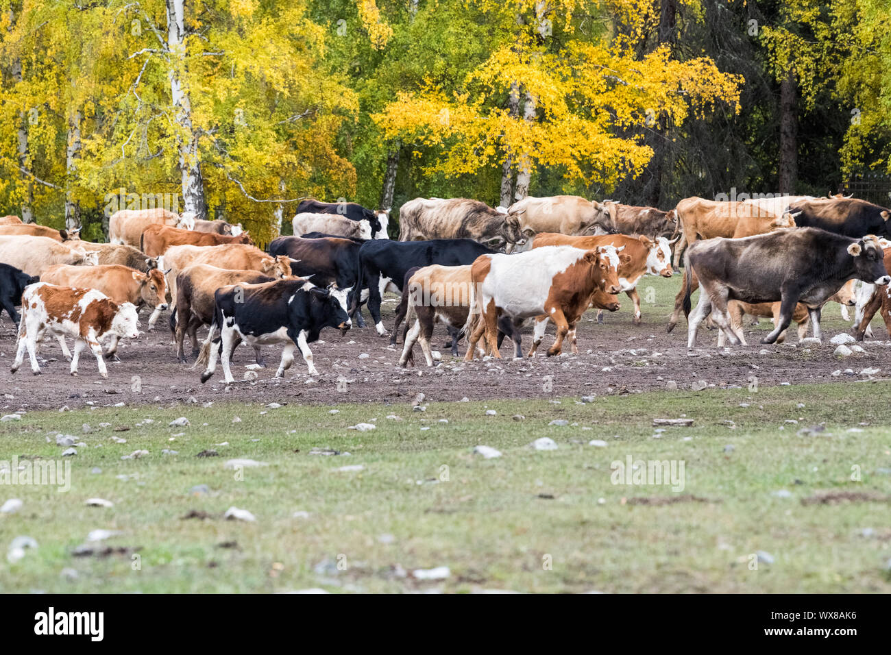 Eine Herde von Rindern in Weiden übertragen. Stockfoto