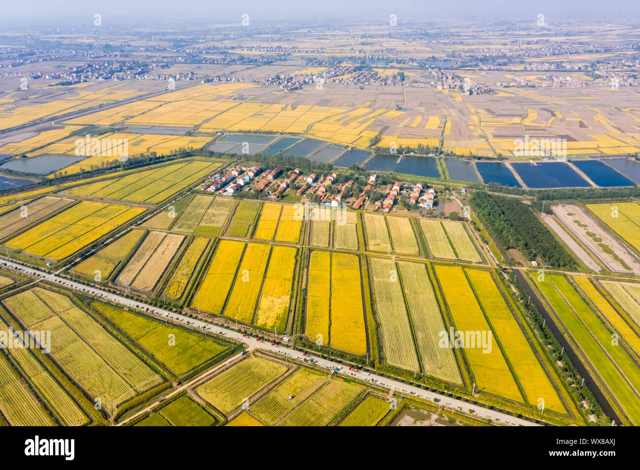 Golden Reisfeld im Herbst Stockfoto