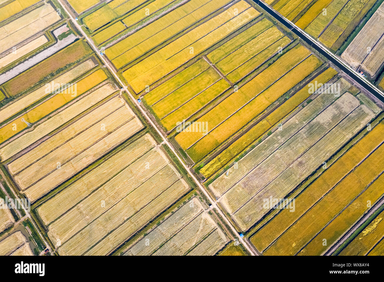Golden Reisfeld im Herbst Stockfoto