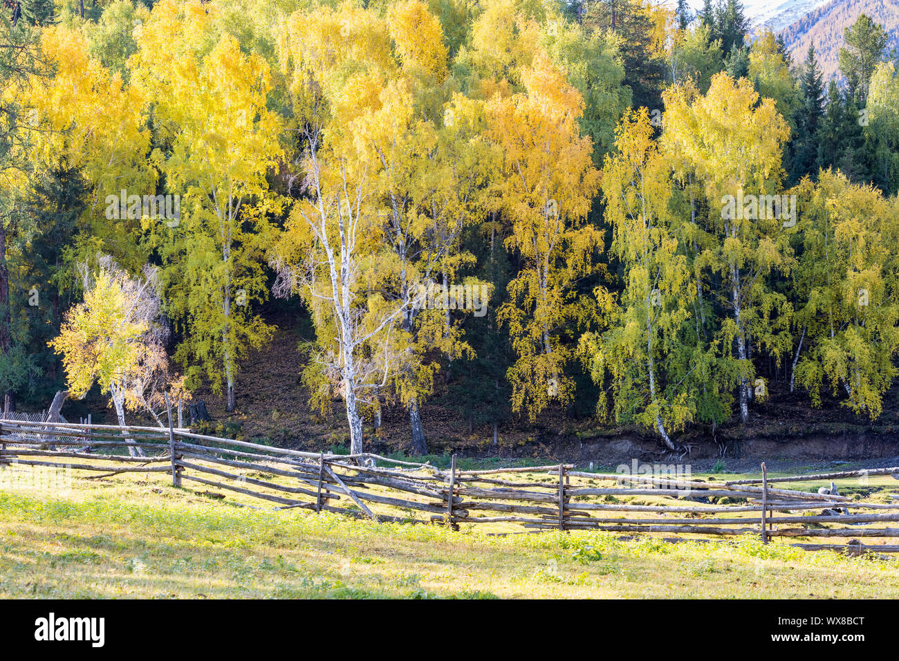 Xinjiang baihaba Dörfer im Herbst Stockfoto