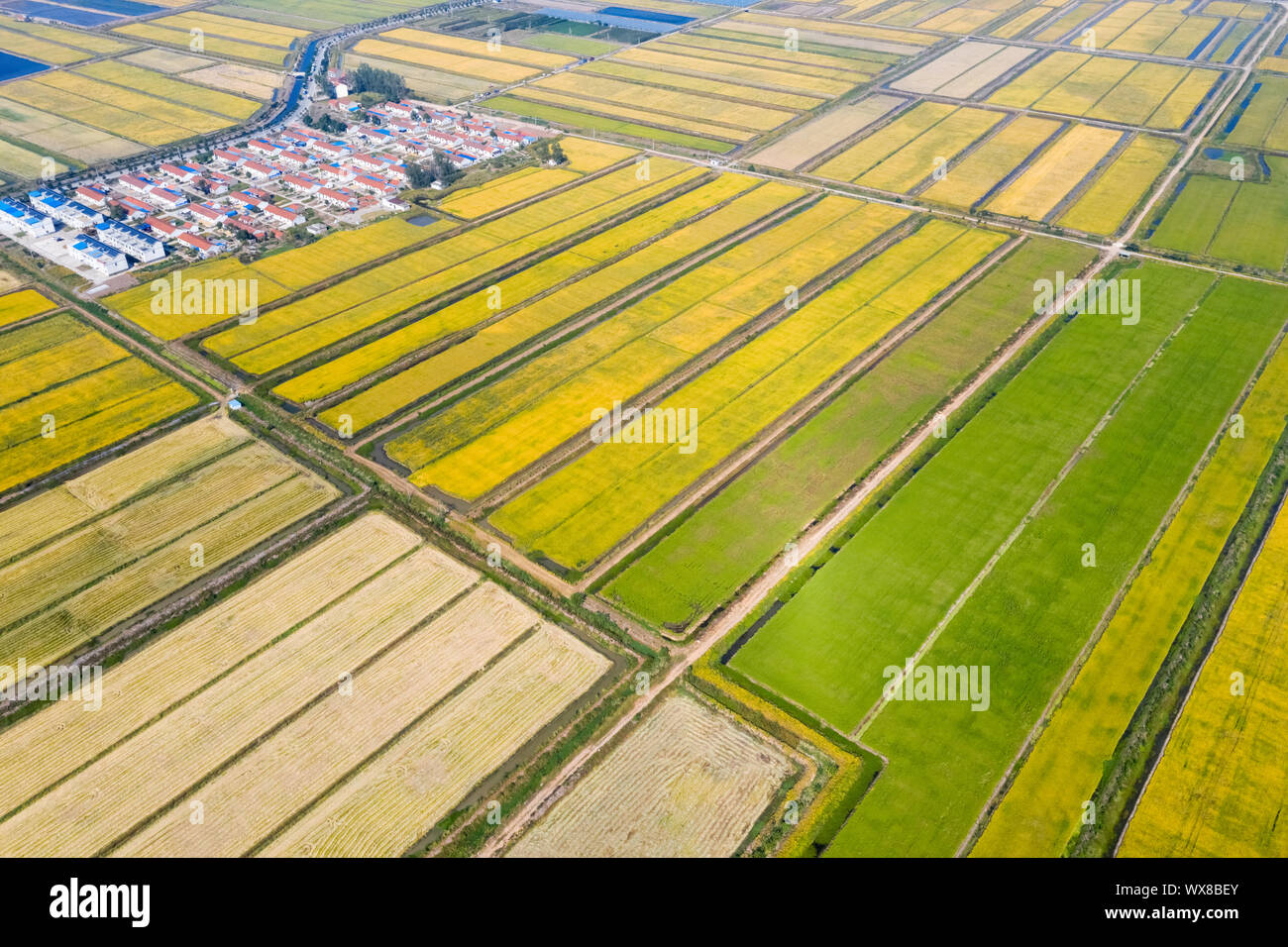 Reisfeld im Herbst Stockfoto