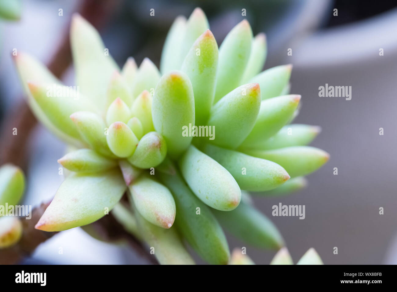 Sukkulente Pflanze closeup Stockfoto