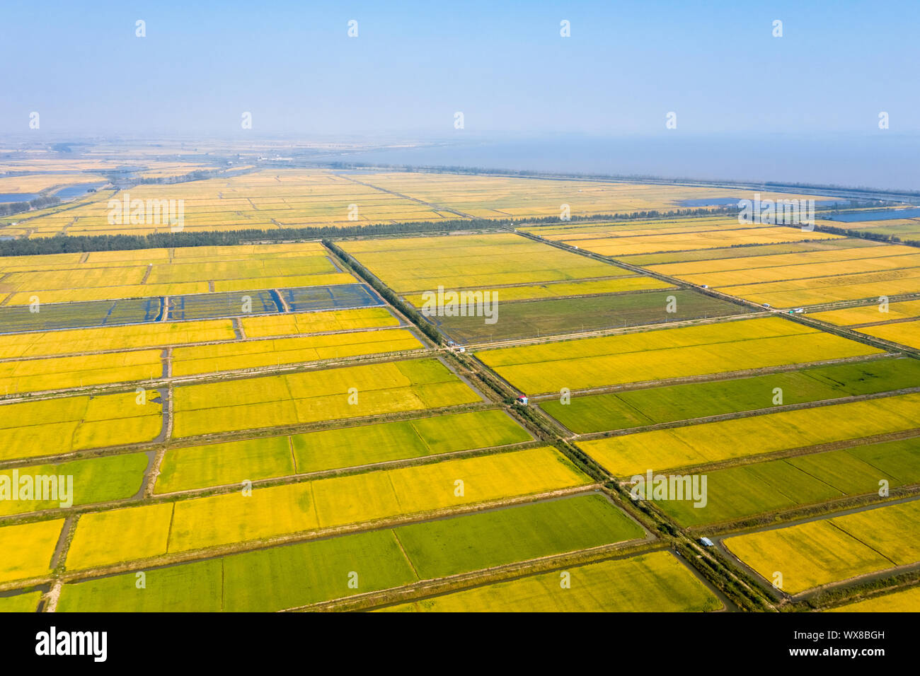 Golden Reisfeld im Herbst Stockfoto