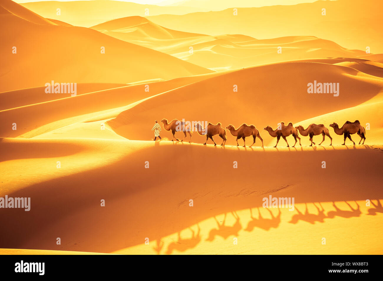 Wüste Kamele team Stockfoto