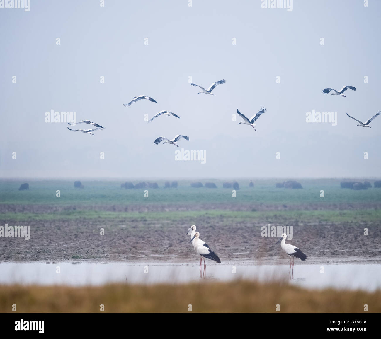 Orientalische Weißstorch in Jiangxi Poyang See Stockfoto