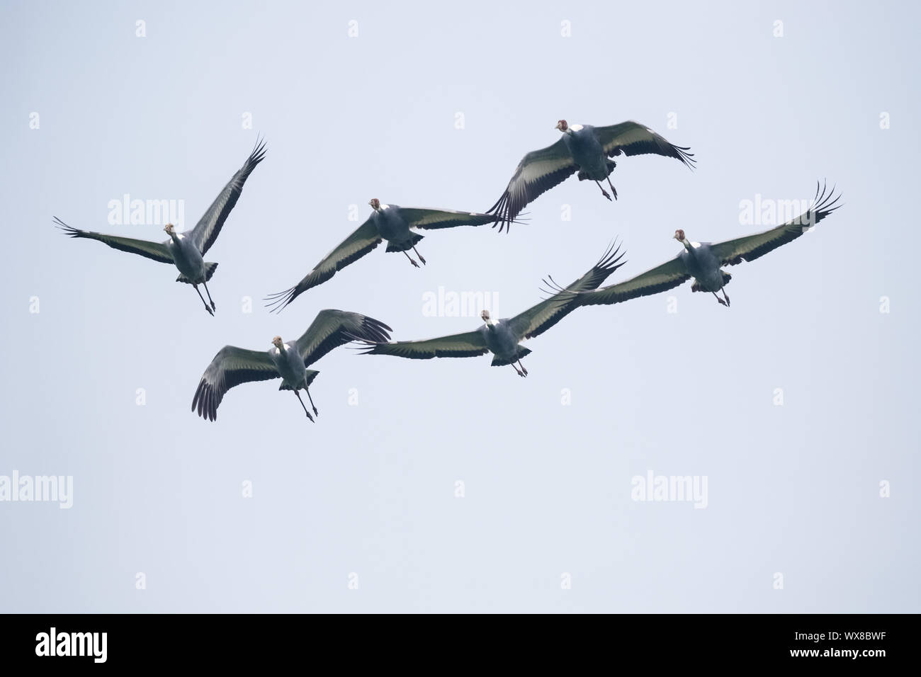 Fliegen weiß-naped Crane Stockfoto