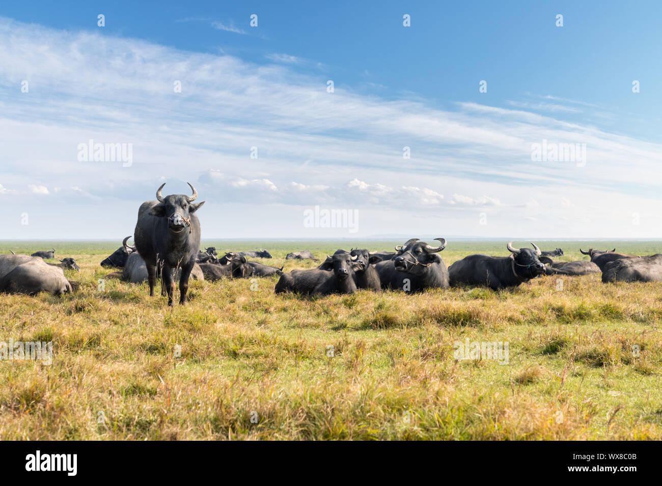 Wasserbüffel auf Weiden Stockfoto