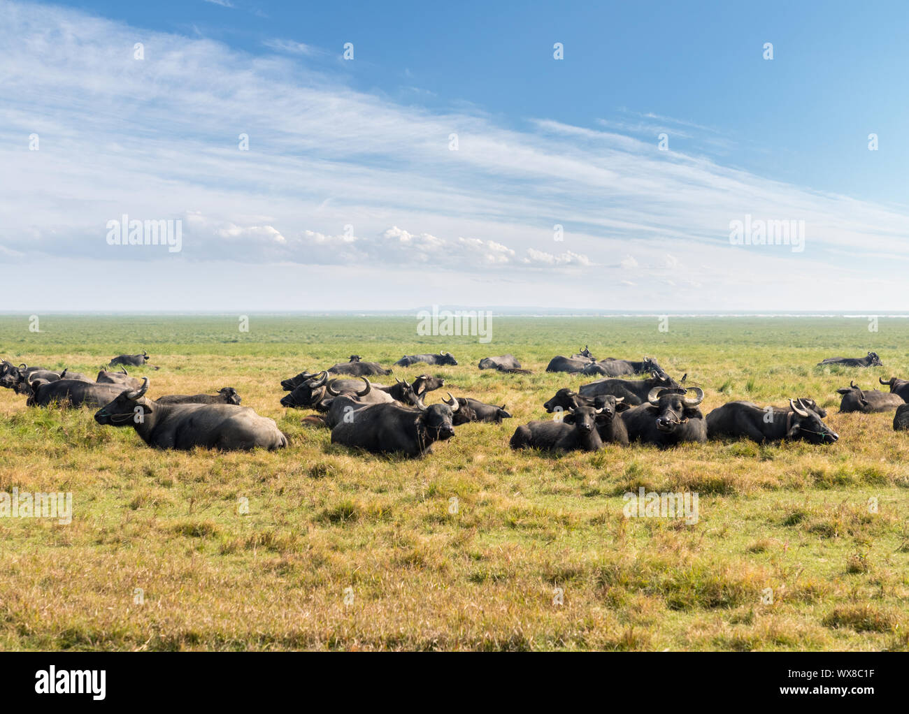 Wasserbüffel auf grünen Weiden Stockfoto