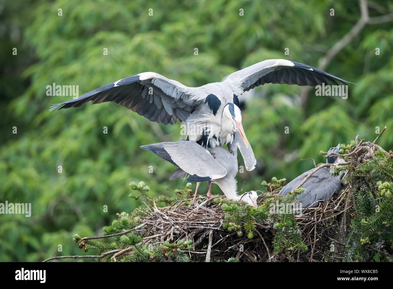 Graureiher Ardea cinerea Stockfoto