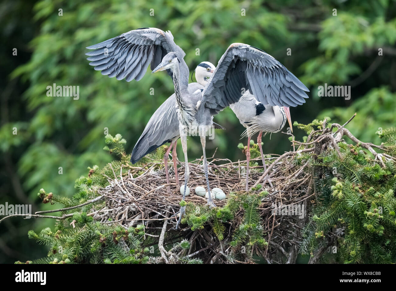 Graureiher Ardea cinerea Stockfoto