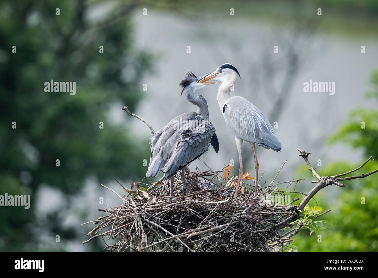 Graureiher Ardea cinerea Stockfoto