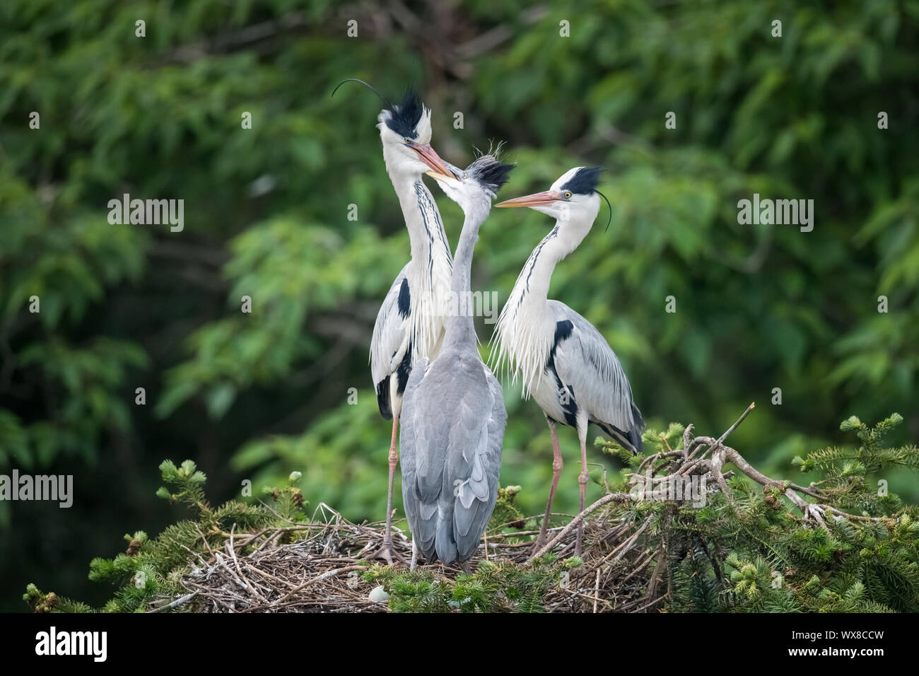 Graureiher Ardea cinerea Stockfoto