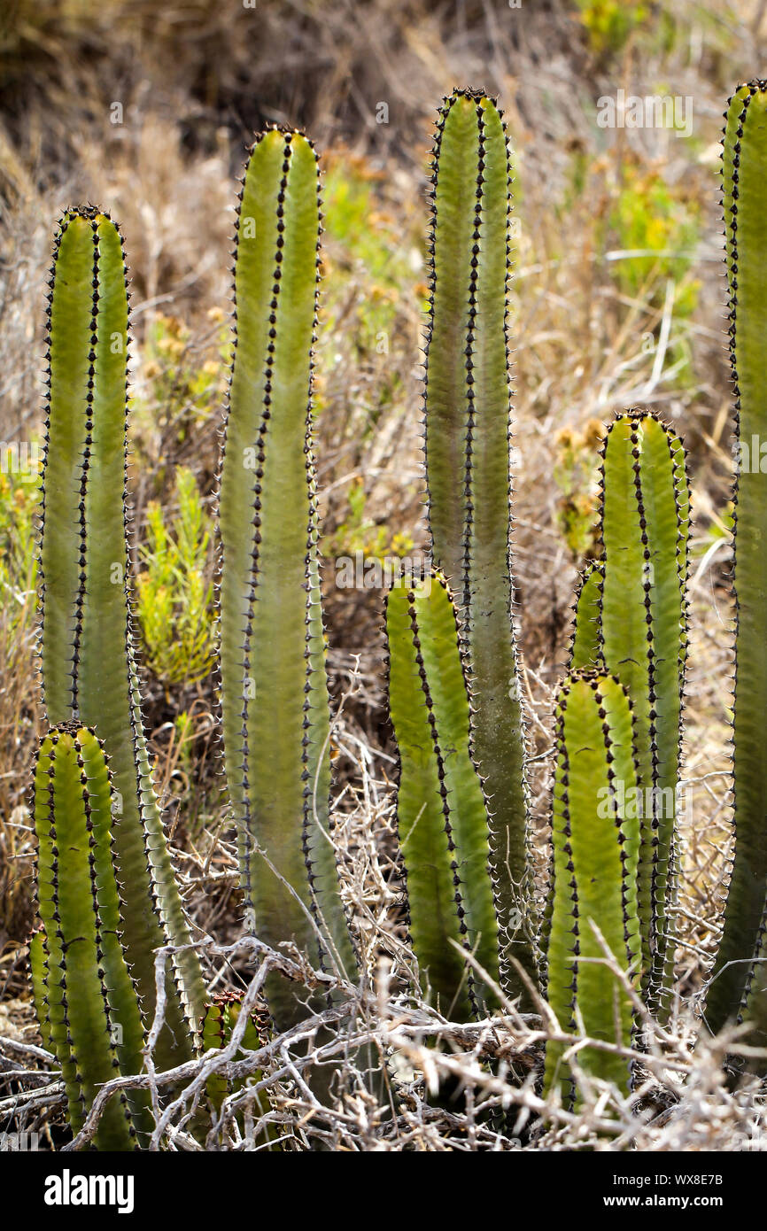 Blume, Detail eines Kaktus Stockfoto
