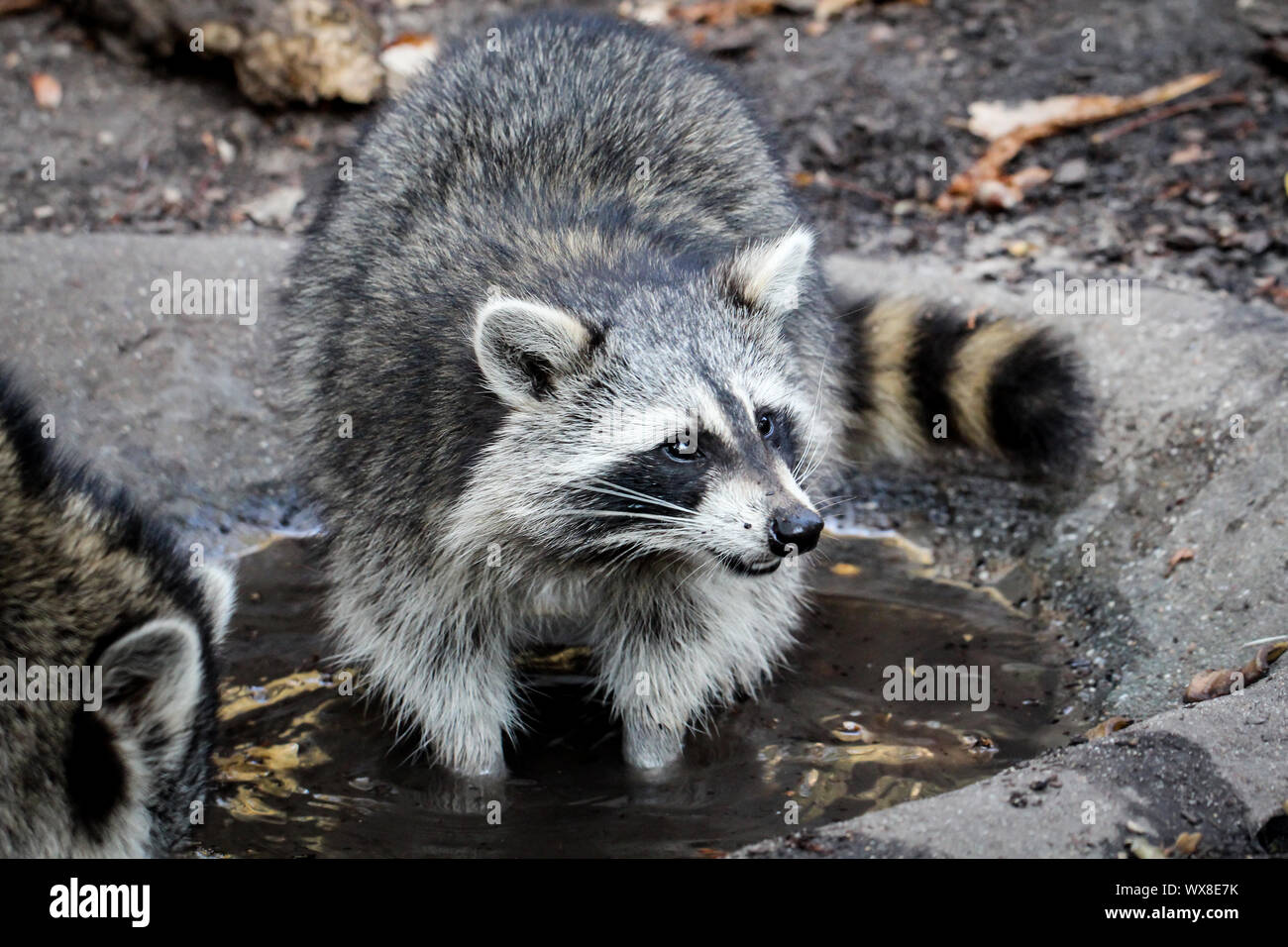 Waschbär auf dem Wasser Stockfoto