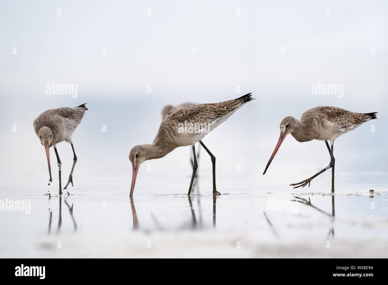 Fütterung schwarz tailed godwits Stockfoto