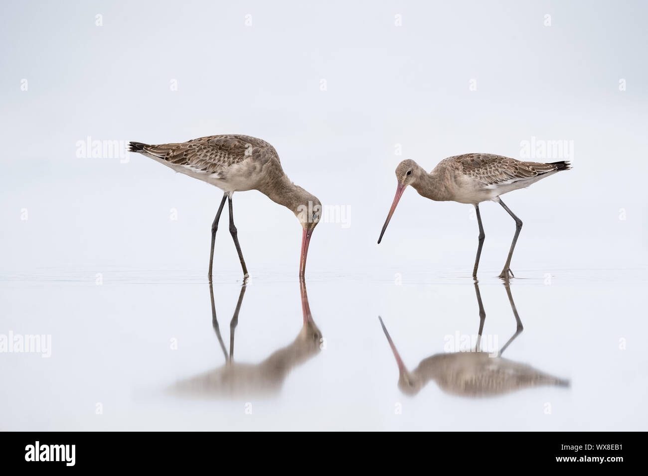 Schöne schwarze tailed godwit in Wasser Stockfoto