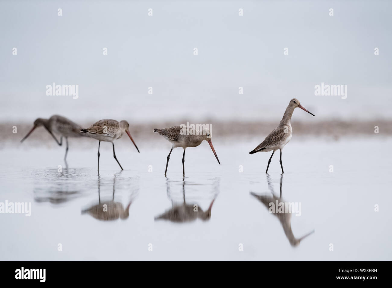 Schwarz tailed godwit in Wasser Stockfoto