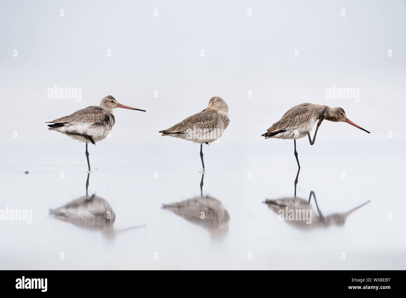 Schwarz tailed godwit Stand auf dem Wasser Stockfoto