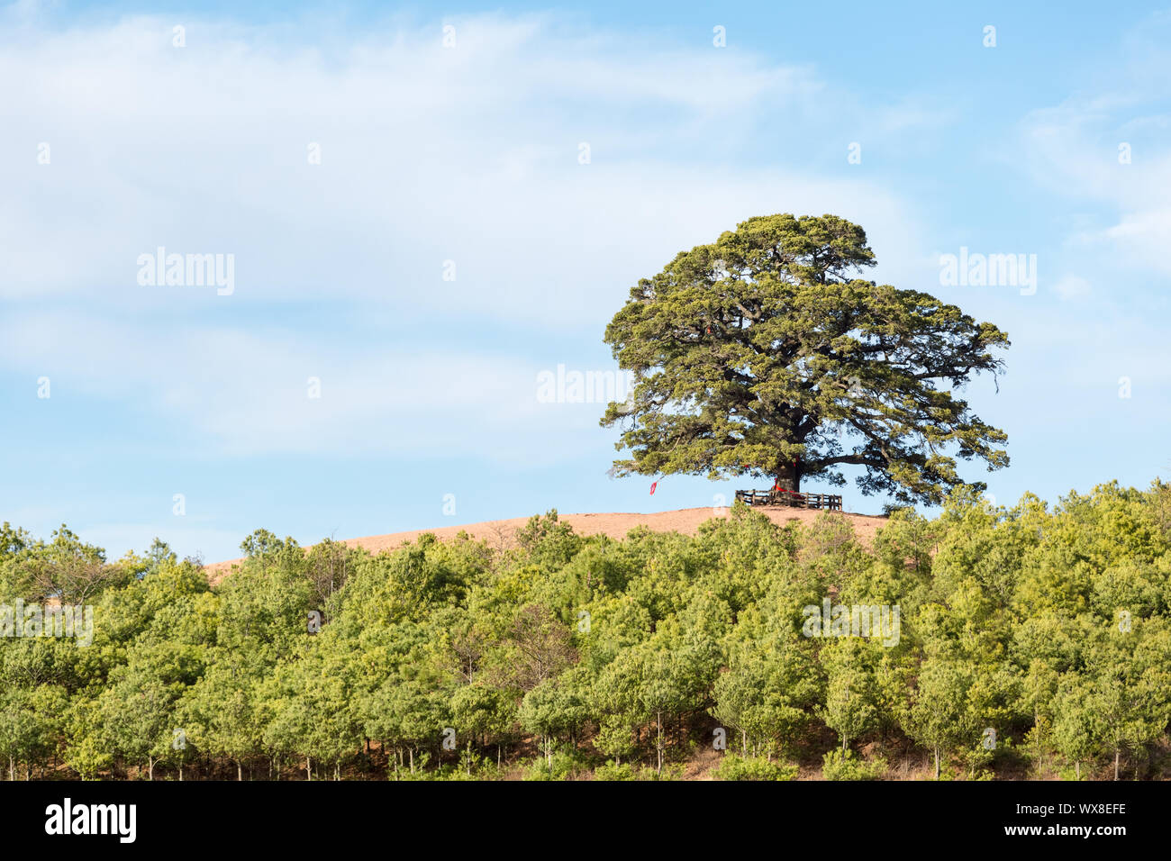 Alter Baum auf dem Roten Land Stockfoto