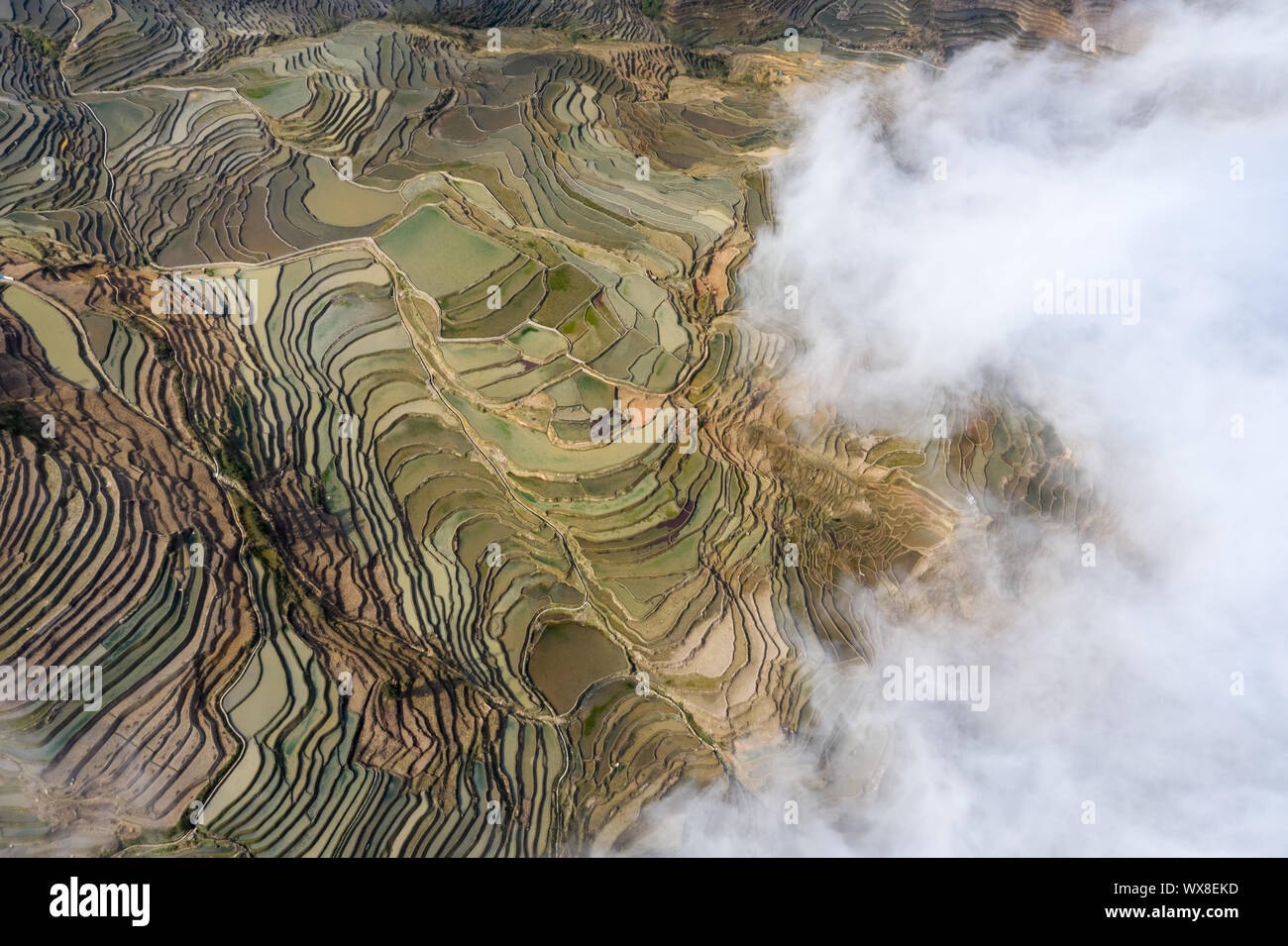 Luftaufnahme von terrassierten Feldern mit Wolken Nebel Stockfoto