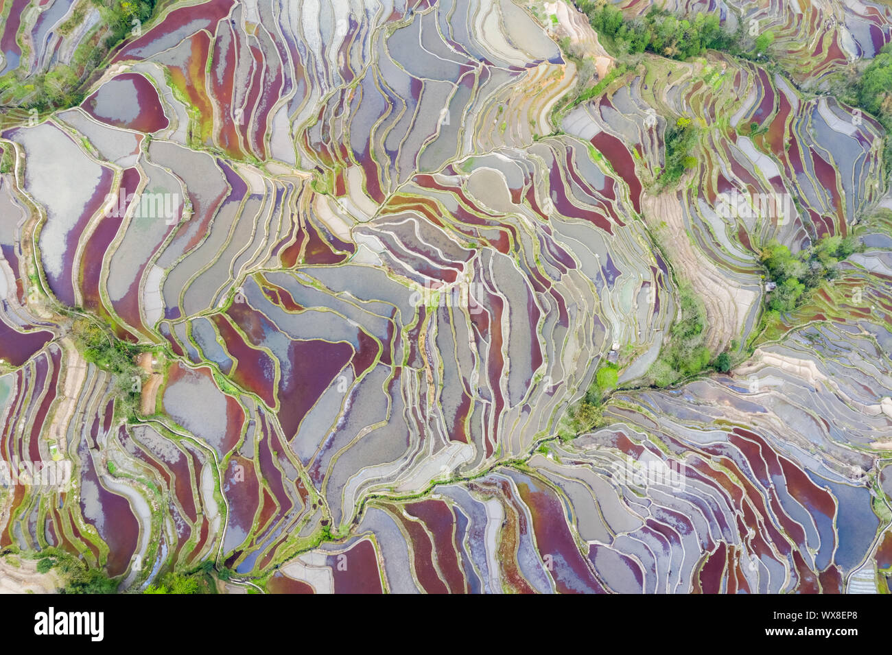 Bunte terrassierte Feld Landschaft im Frühjahr Stockfoto